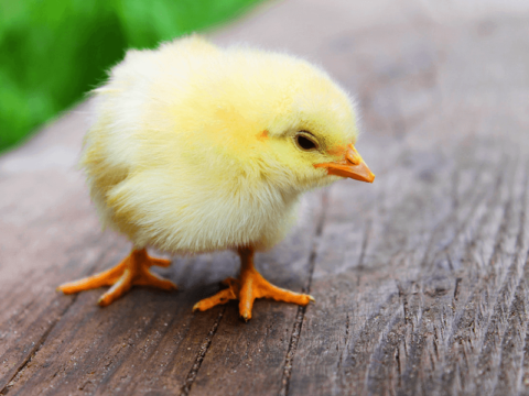 WordPress website design in Cyprus