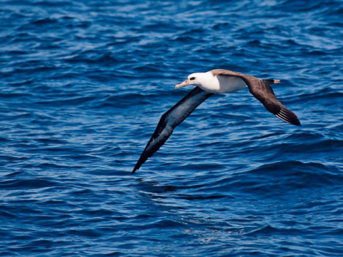 Albatross Audit